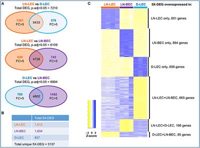 Comparative Transcriptomic Analysis Identifies a Range of Immunologically Related Functional Elaborations of Lymph Node Associated Lymphatic and Blood Endothelial Cells